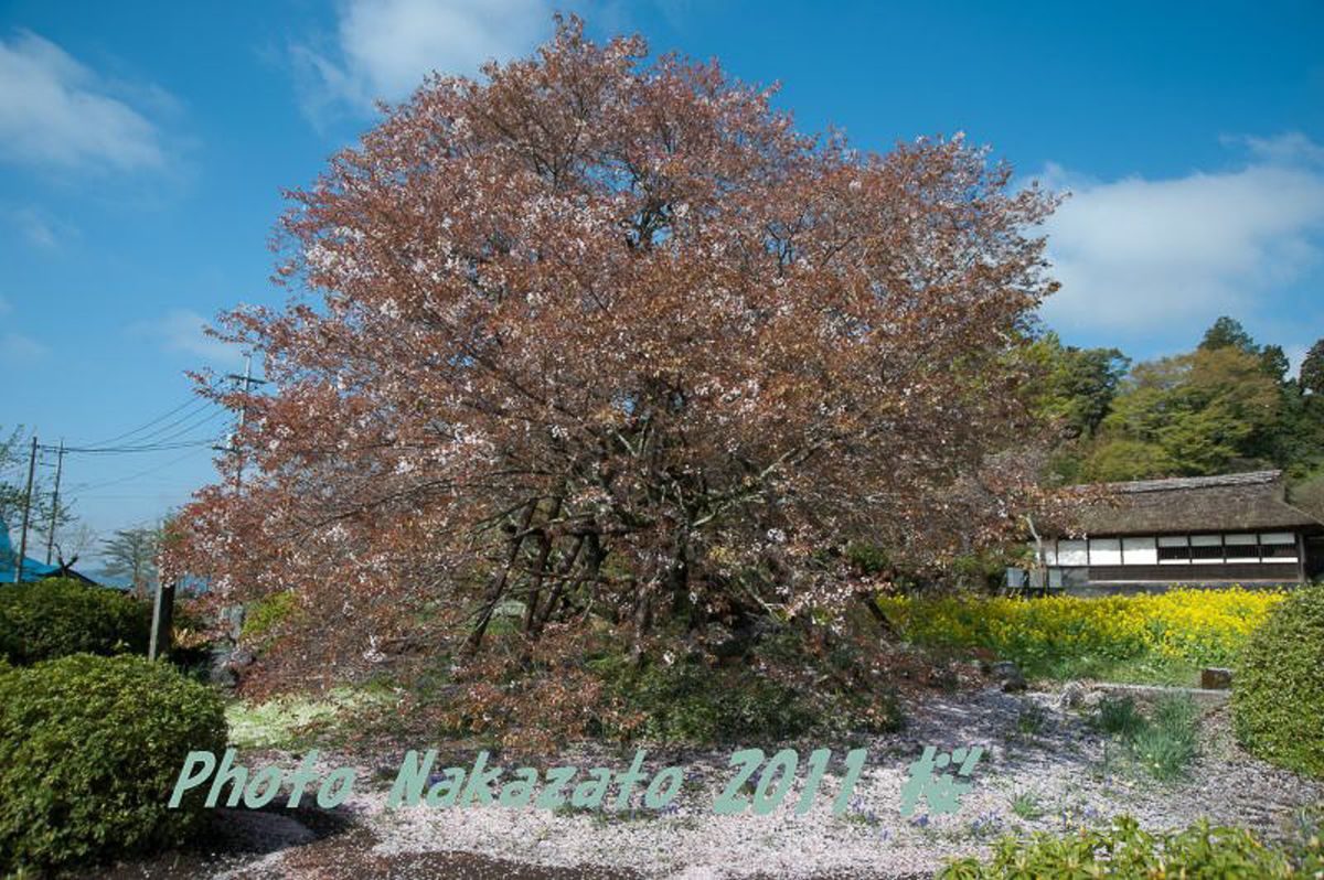 狩宿の下馬桜